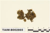 藏品(真苔科)的圖片